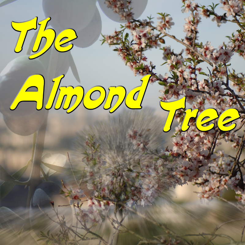 The Almond Tree